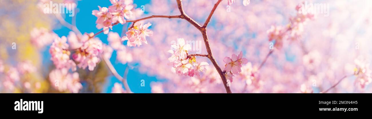Kirschbaumblüte im Frühling im Naturpark. Stockfoto