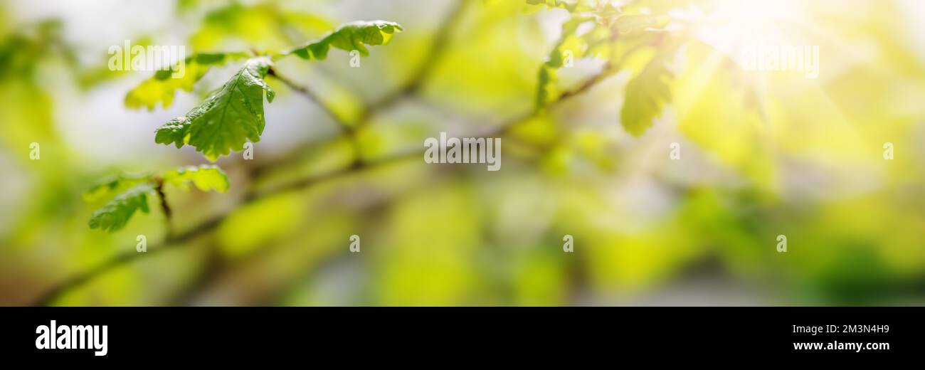 Panoramablick auf den Ast des Baumes mit jungen Blättern. Stockfoto
