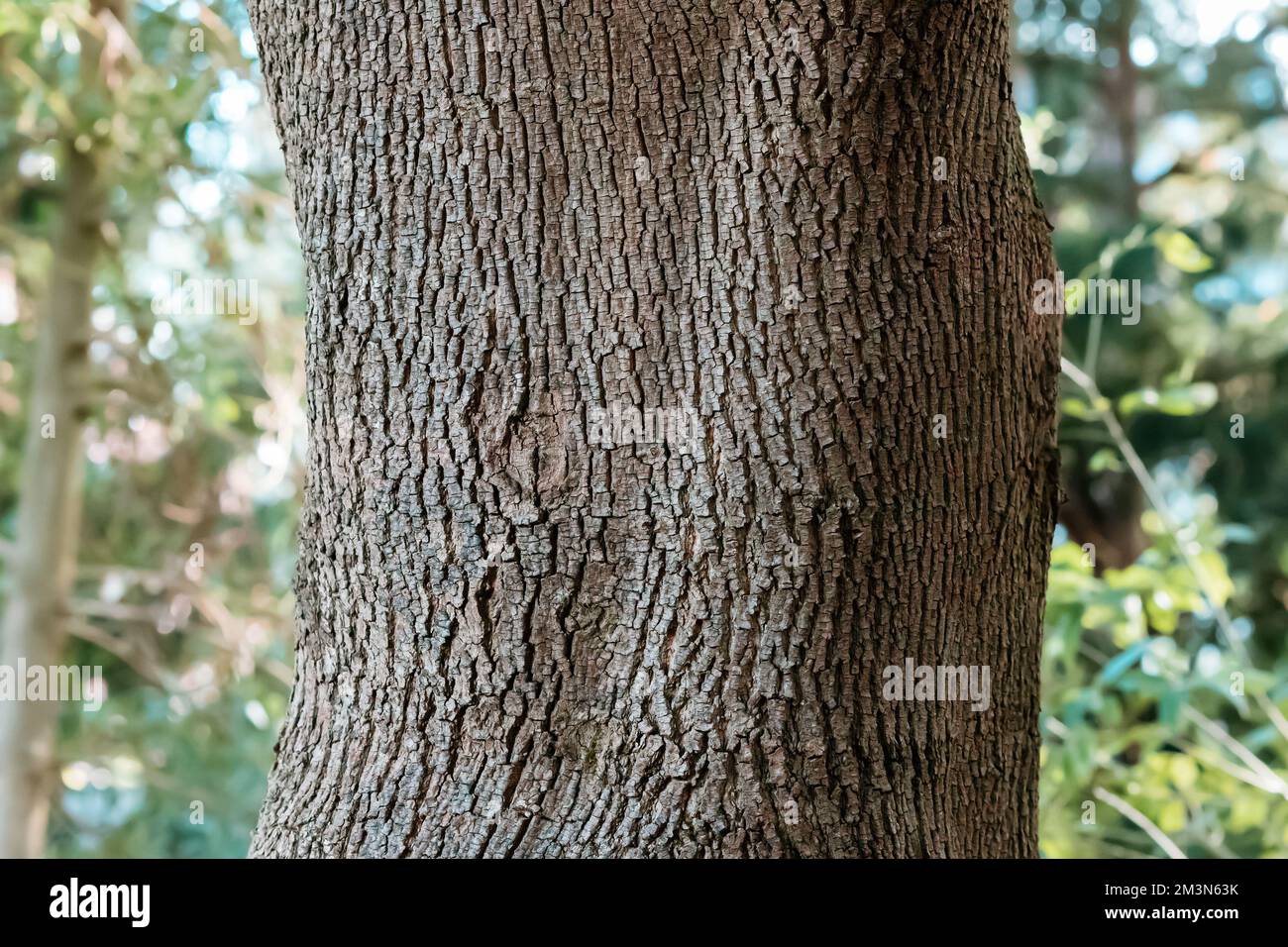 Riesiger Stamm mit strukturierter Rinde aus Eichen im Park Stockfoto