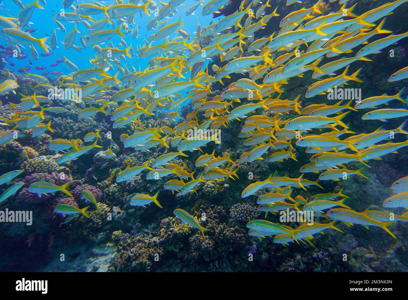 Wunderschöne Ziegenfische, Ziegenfische Schwimmen Im Roten Meer In Ägypten. Blaues Wasser. Entspannt, Hurghada, Sharm El Sheikh, Tier, Sporttauchen, Ozean, Unter Wasser Stockfoto