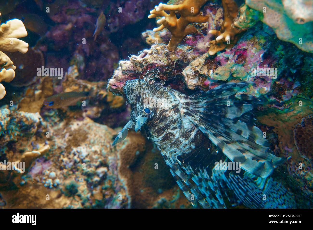 Ein schöner Löwenfisch im farbenfrohen Korallenriff im Roten Meer in Ägypten. Löwenfische, Feuerfische, Feuerlöschfische, Sporttauchen Unterwasserfotografie Stockfoto