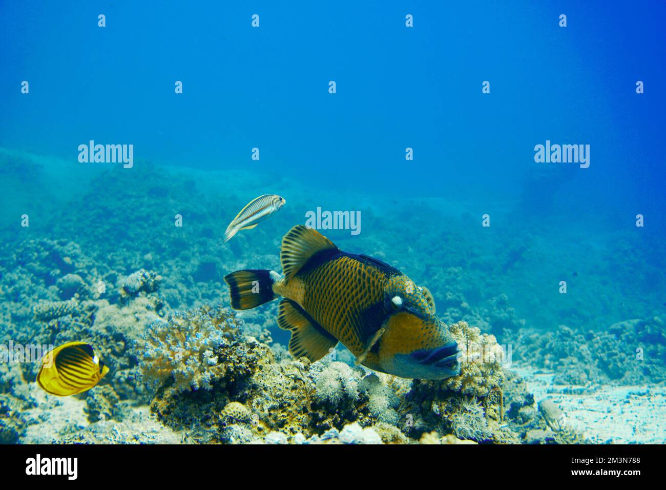 Schöner Picasso Titan Triggerfish, Auslöser Fische an einem bunten Korallenriff im Roten Meer in Ägypten. Blaues Wasser, Hurghada, Sporttauchen, Unterwasser Stockfoto