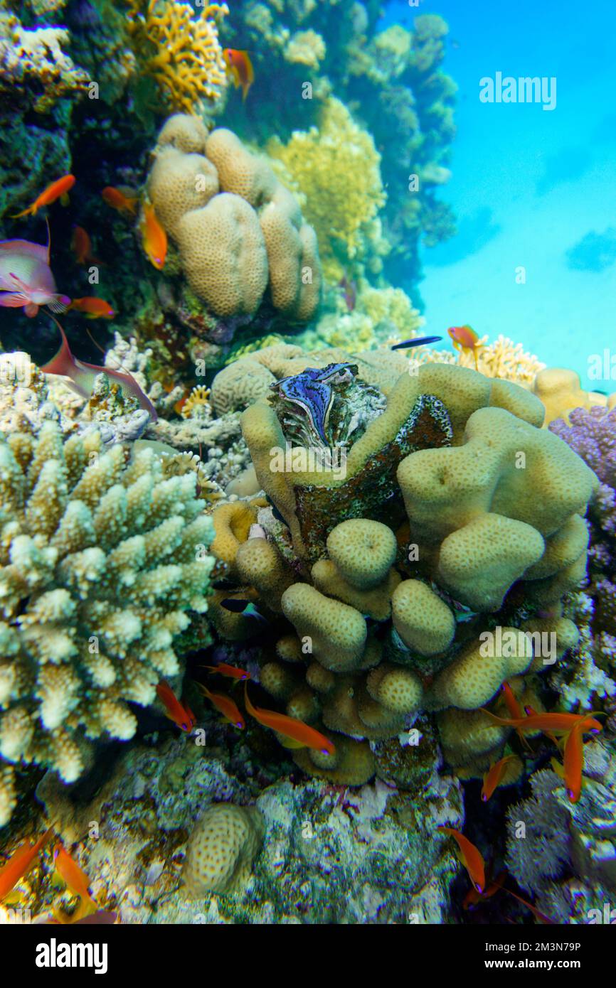 Schöne Muscheln, Muscheln Im Roten Meer In Ägypten. Blaues Wasser. Entspannt, Hurghada, Tier, Sporttauchen, Ozean, Unter Dem Meer, Unter Wasser Stockfoto