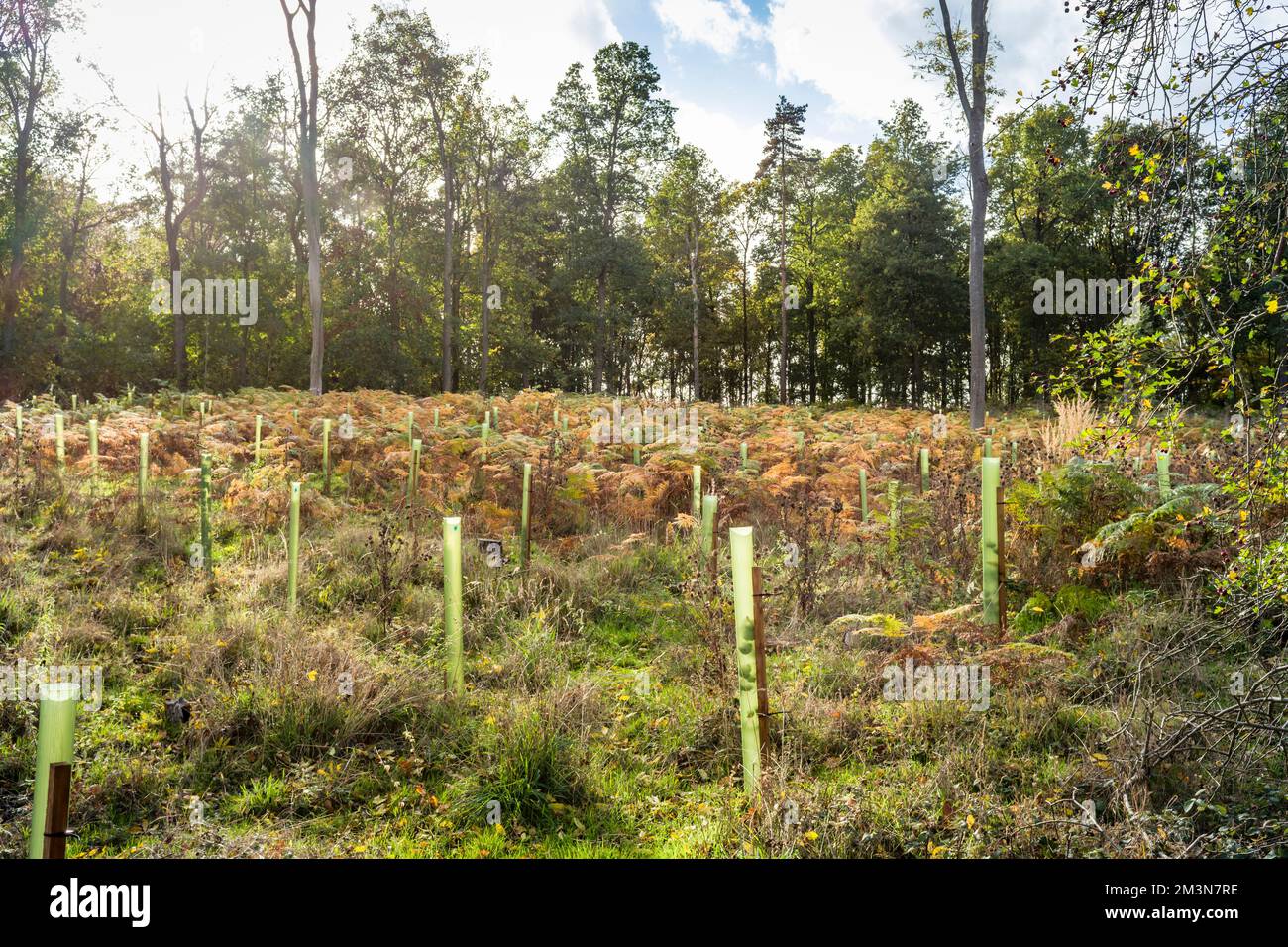 Pflanzen von Bäumen, jungen Sapling Bäumen, die in einer Waldlude oder einem Wald wachsen. Wiederaufforstung und Umwelt, England, Vereinigtes Königreich Stockfoto