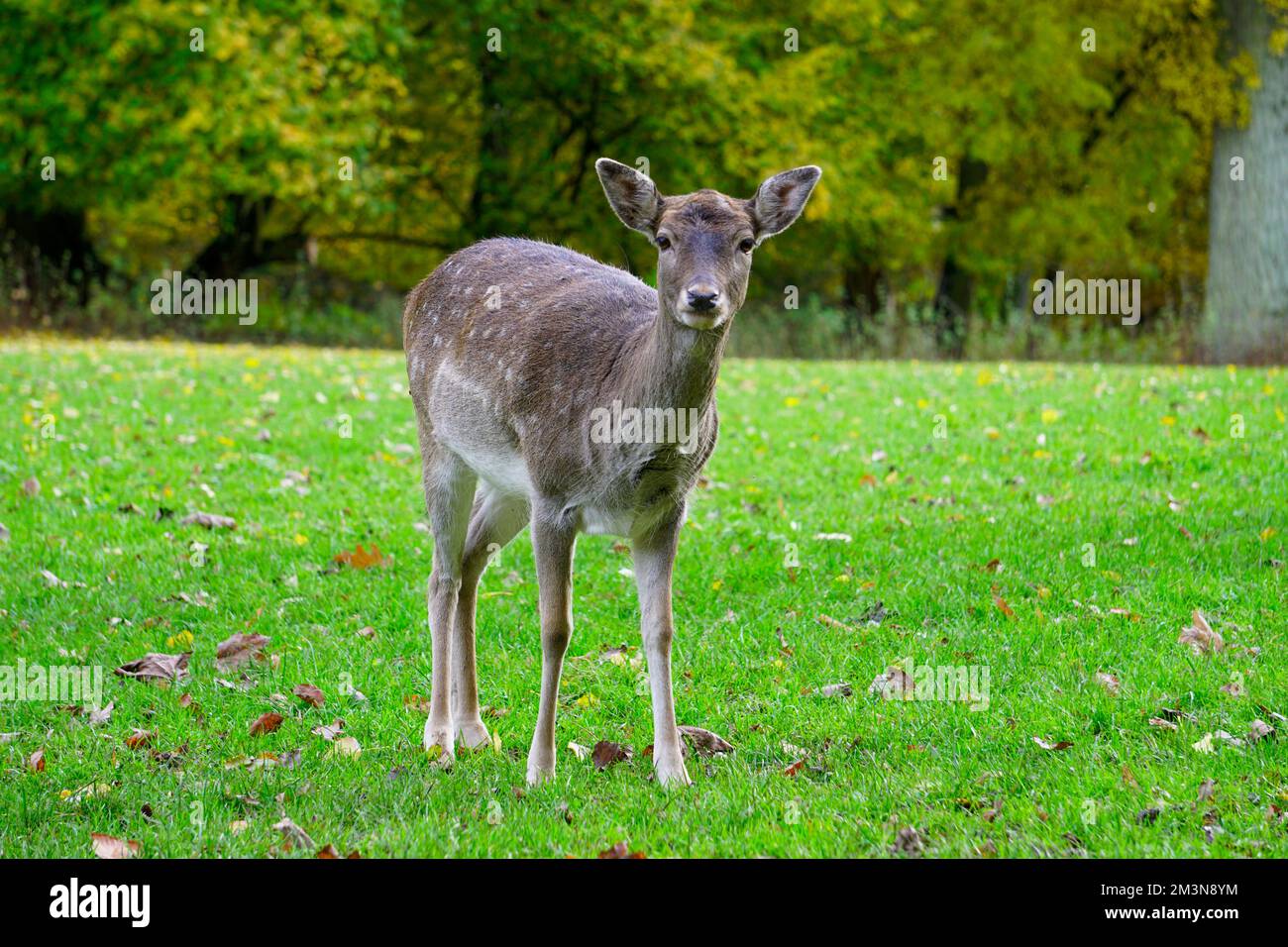Wunderschöne Hirsche im grünen Graspark Stockfoto
