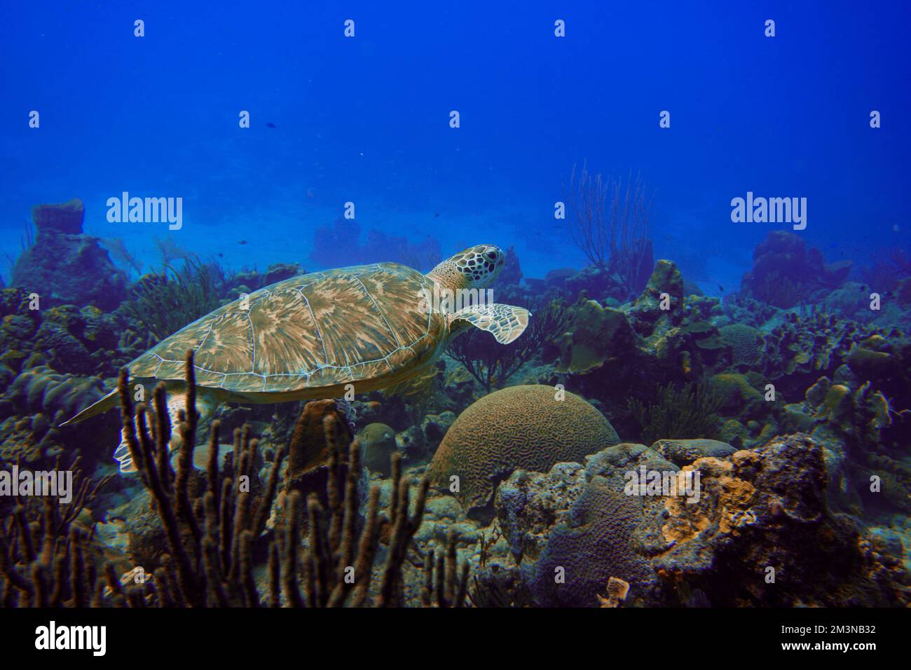 Wunderschöne Grüne Meeresschildkröten Schwimmen Im Karibischen Meer. Blaues Wasser. Entspannt, Curacao, Aruba, Bonaire, Sporttauchen, Ozean, Unterwasser Stockfoto