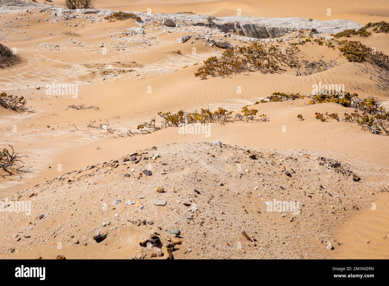 Namibia-Wüste. Sanddünen in der Nähe von Swakopmund. Skelettküste. Namibia. Afrika. Stockfoto