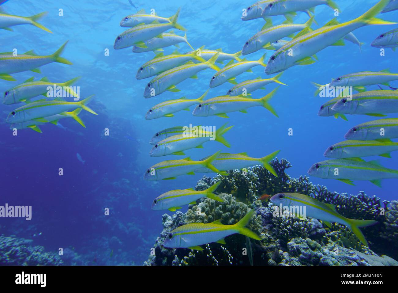 Wunderschöne Ziegenfische, Ziegenfische Schwimmen Im Roten Meer In Ägypten. Blaues Wasser. Entspannt, Hurghada, Sharm El Sheikh, Tier, Sporttauchen, Ozean, Unter Wasser Stockfoto