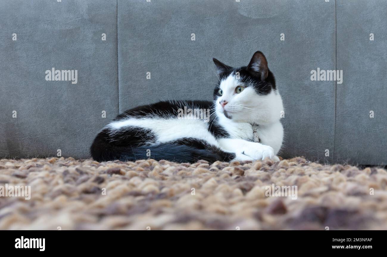 Schwarz-weiße Katze, die auf dem Teppich ruht, selektiver Fokus Stockfoto