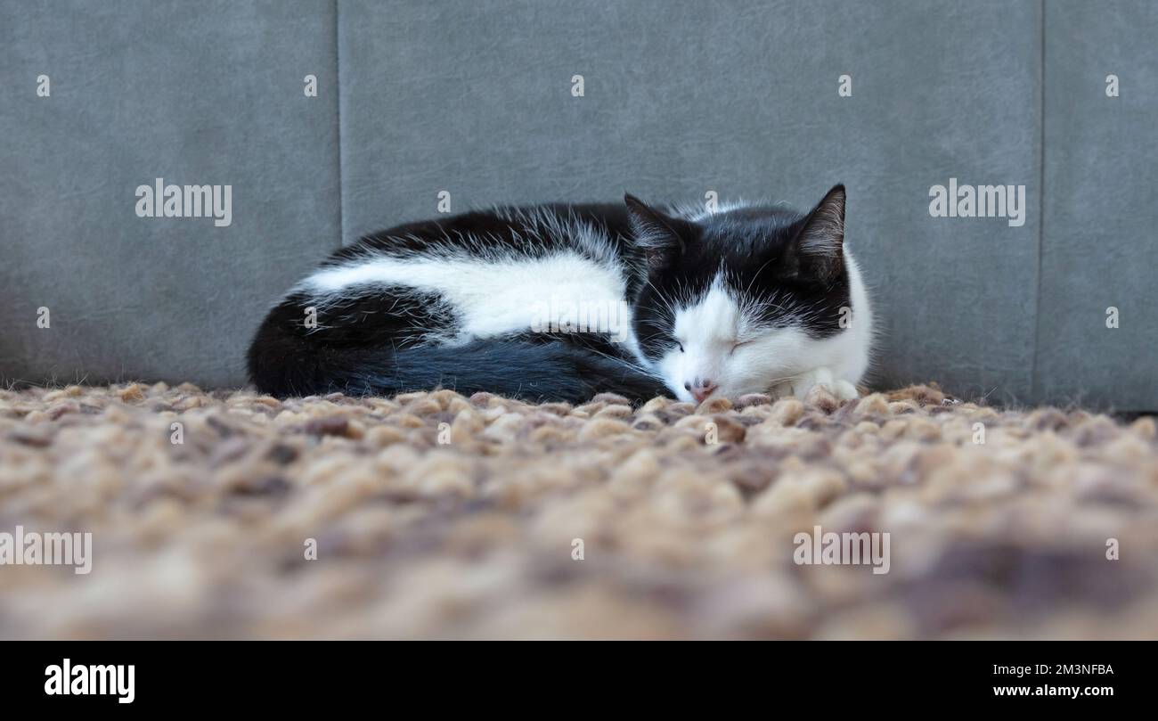 Schwarz-weiße Katze, die auf dem Teppich ruht, selektiver Fokus Stockfoto