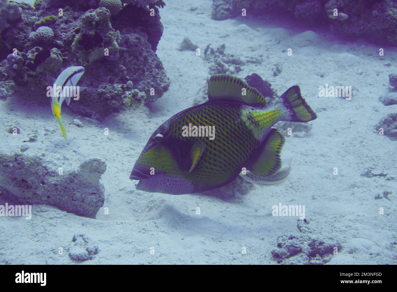 Schöner Picasso Titan Triggerfish, Auslöser Fische an einem bunten Korallenriff im Roten Meer in Ägypten. Blaues Wasser, Hurghada, Sporttauchen, Unterwasser Stockfoto