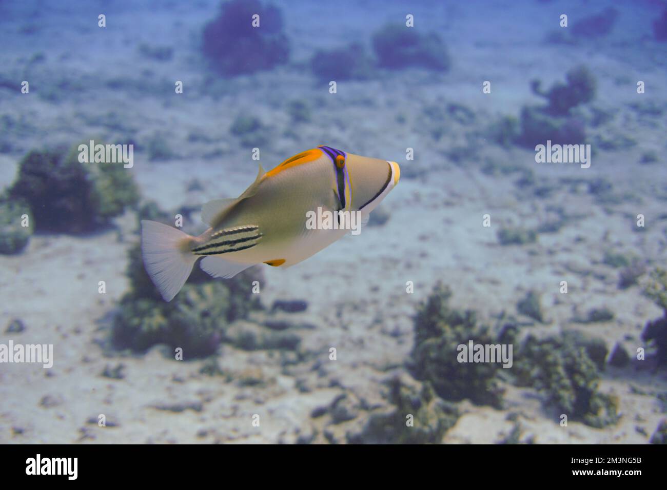 Schöner Picasso Titan Triggerfish, Auslöser Fische an einem bunten Korallenriff im Roten Meer in Ägypten. Blaues Wasser, Hurghada, Sporttauchen, Unterwasser Stockfoto
