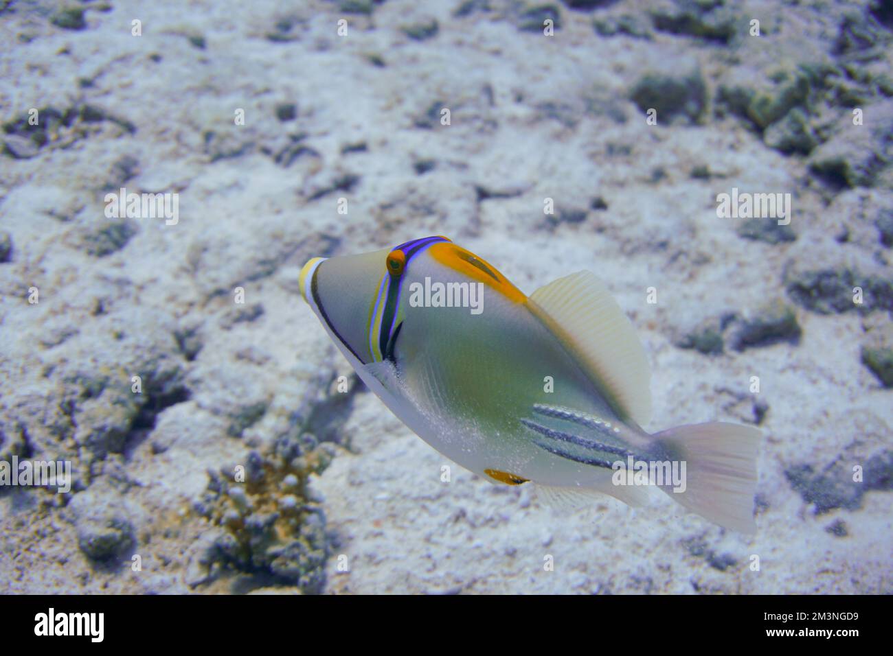 Schöner Picasso Titan Triggerfish, Auslöser Fische an einem bunten Korallenriff im Roten Meer in Ägypten. Blaues Wasser, Hurghada, Sporttauchen, Unterwasser Stockfoto