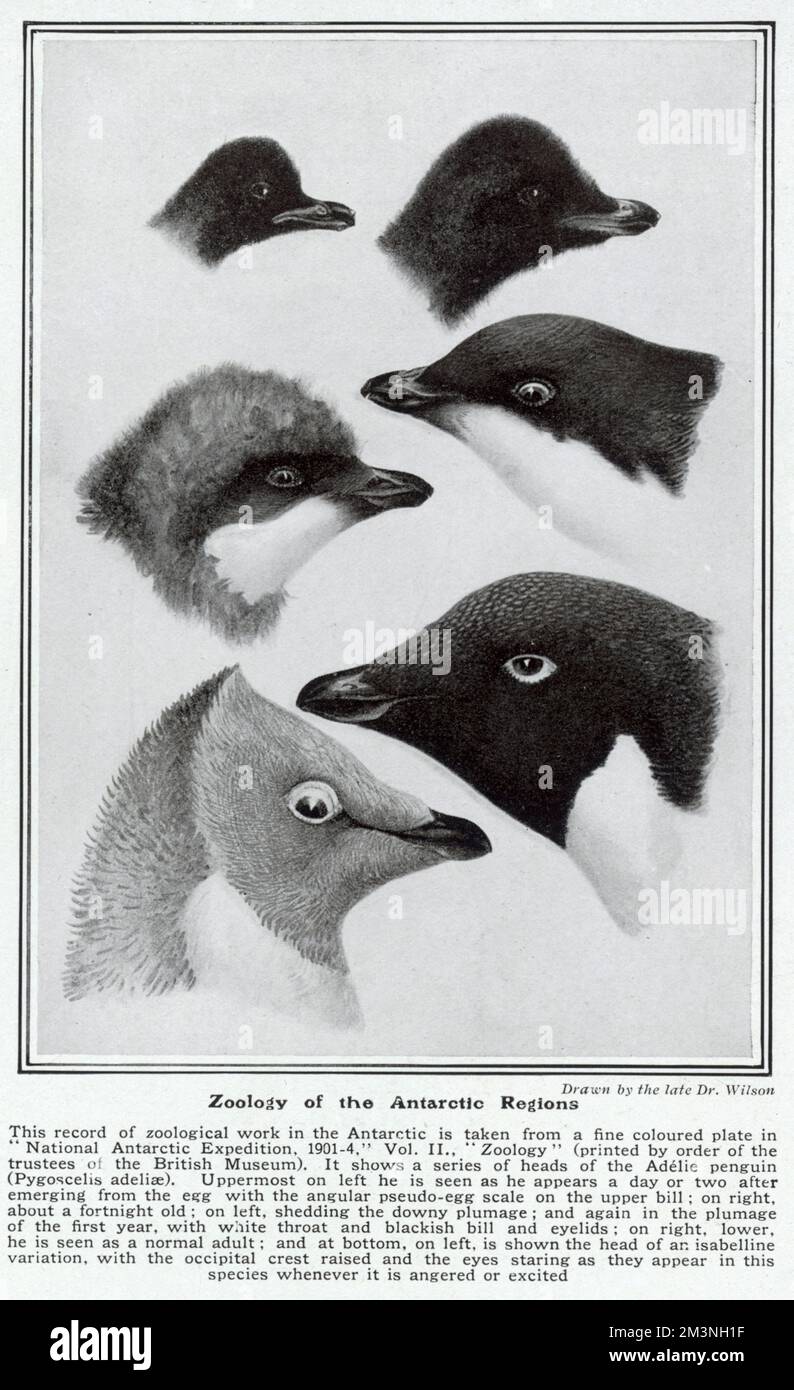 Eine Reihe von Köpfen des Adelie-Pinguins, Pygoscelis adeliae, gezeichnet von Dr. Wilson, der mit Captain Scott auf seiner schicksalhaften Expedition zum Südpol im Jahr 1912 starb. Die Zeichnungen erschienen im Buch „National Antarctic Expedition - Vol II, Zoology“, in dem die Ergebnisse der Scott/Wilson/Shackleton Expedition zum Südpol in den Jahren 1901-4 vorgestellt wurden. Datum: 1913 Stockfoto
