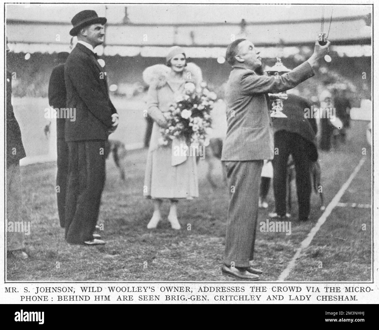 Greyhound-Derby-Gewinner Mr Johnson Stockfoto