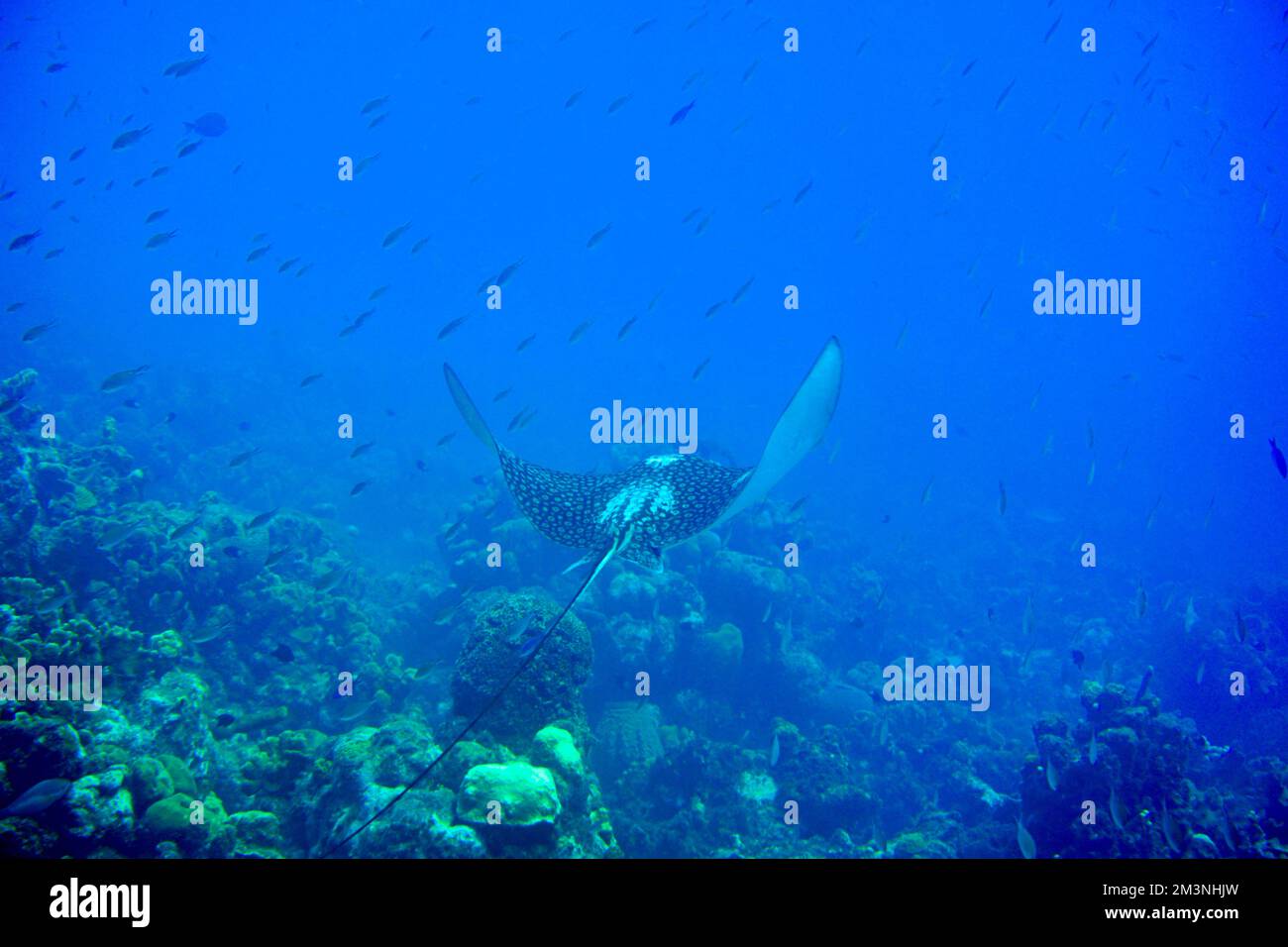 Gefleckter Adlerrochen Schwimmt Im Karibischen Meer. Blaues Wasser. Entspannt, Curacao, Aruba, Bonaire, Tier, Tauchen, Ozean, Unterwasser, Unterwasser Stockfoto