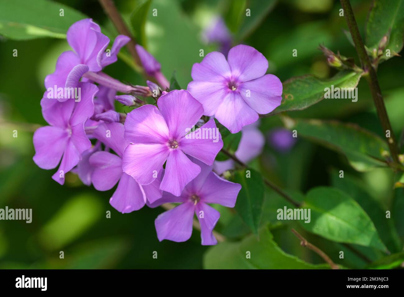 Phlox paniculata „Blaues Paradies“, ganzjährig Phlox „Blaues Paradies“, ganzjährig, dunkeläugige violettblaue Blumen Stockfoto