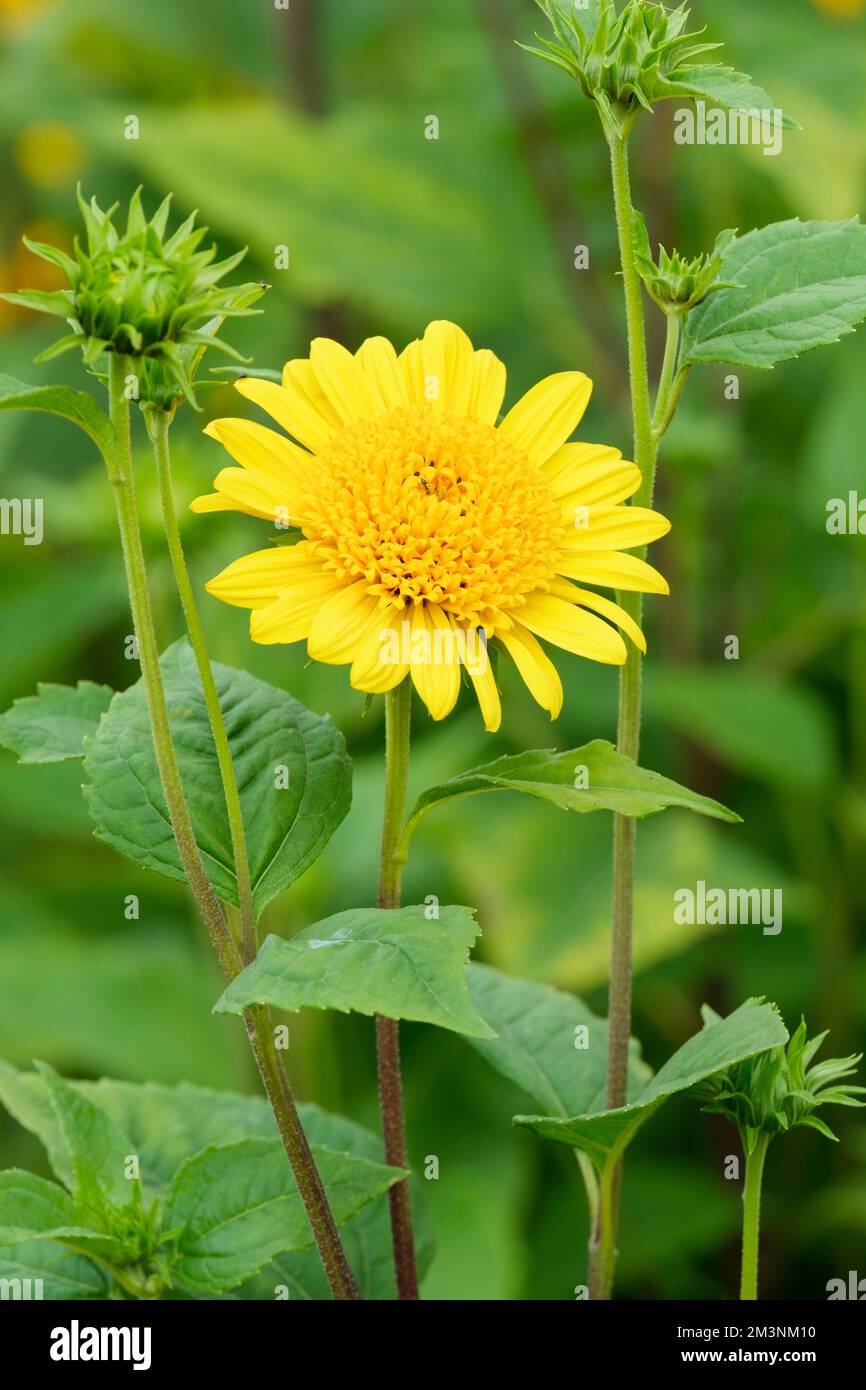 Helianthus Morgensonne, Helianthus laetiflorus, Helianthus decapetalus Morgensonne, Morgensonne Sonnenblume, große einsame Sonnenblume Stockfoto