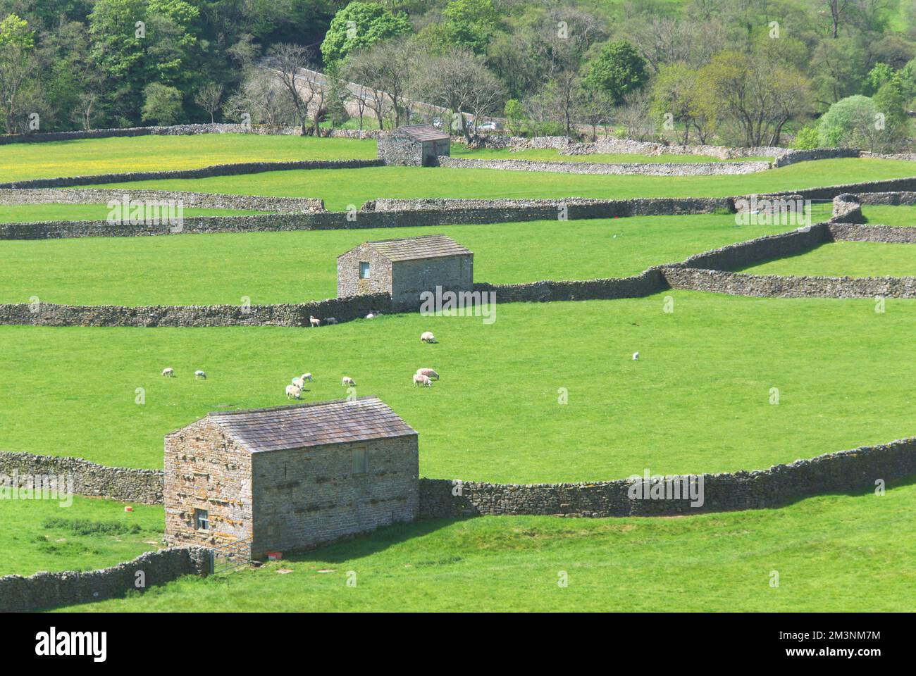 Nach Süden über Swaledale, bei Gunnerside. Scheunen und trockene Steinwände berühmte Muster. Am Fluss Swale, von B6270; Yorkshire Dales National Park Stockfoto