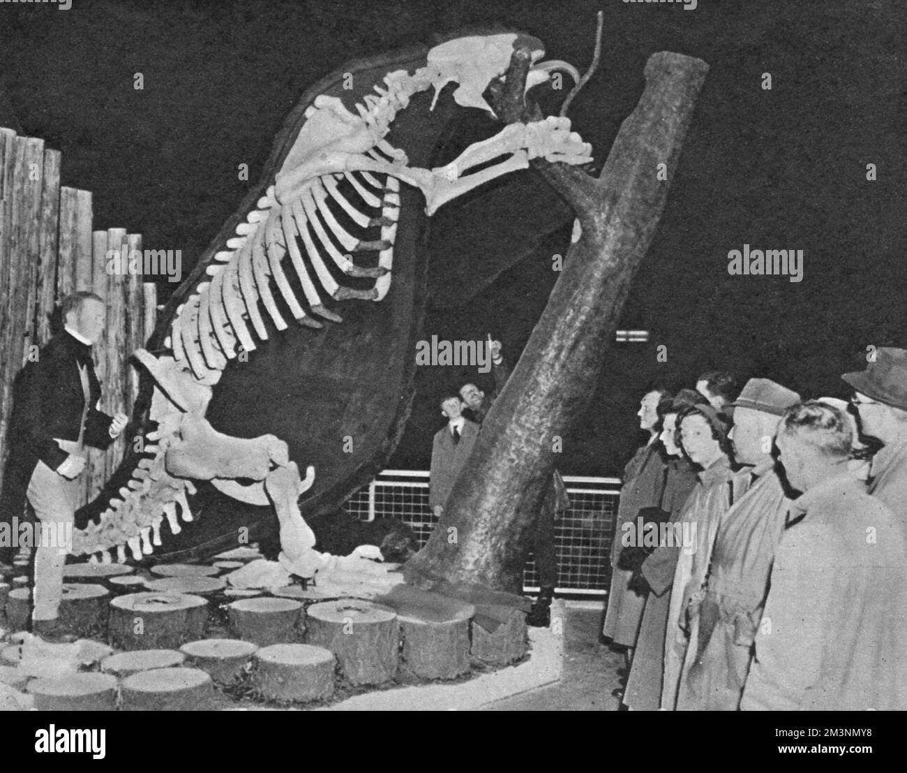 Blick auf ein großes Skelett auf dem Festival of Britain am South Bank, London. Es war im Abschnitt „Living World“ des Doms der Entdeckung und war von einem riesigen Faultier, das die Skelettstruktur zeigte und wie es im Leben erschienen wäre. Datum: Mai 1951 Stockfoto