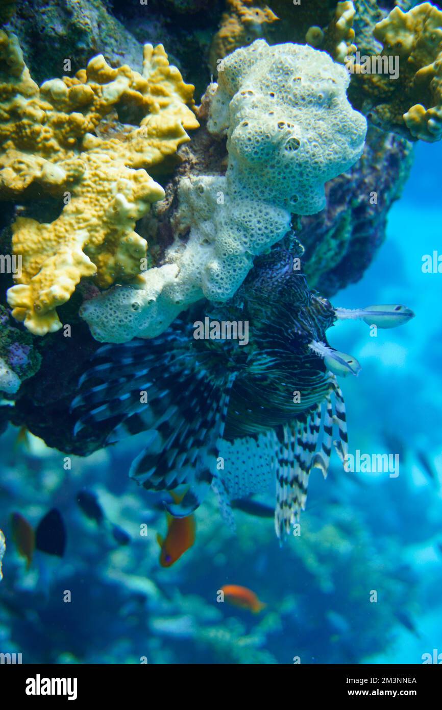 Ein schöner Löwenfisch im farbenfrohen Korallenriff im Roten Meer in Ägypten. Löwenfische, Feuerfische, Feuerlöschfische, Sporttauchen Unterwasserfotografie Stockfoto