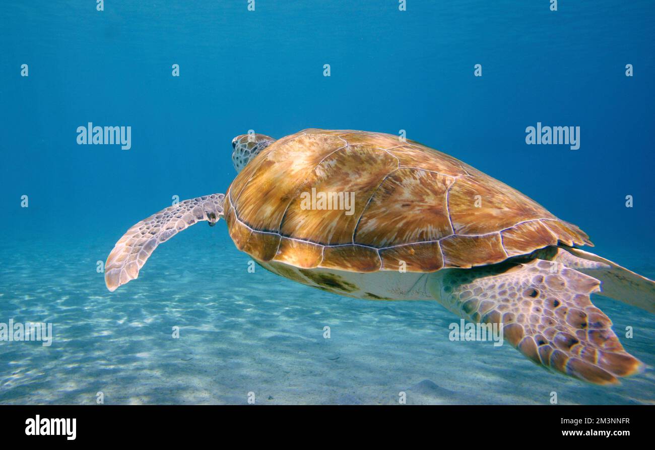 Wunderschöne Grüne Meeresschildkröten Schwimmen Im Karibischen Meer. Blaues Wasser. Entspannt, Curacao, Aruba, Bonaire, Sporttauchen, Ozean, Unterwasser Stockfoto