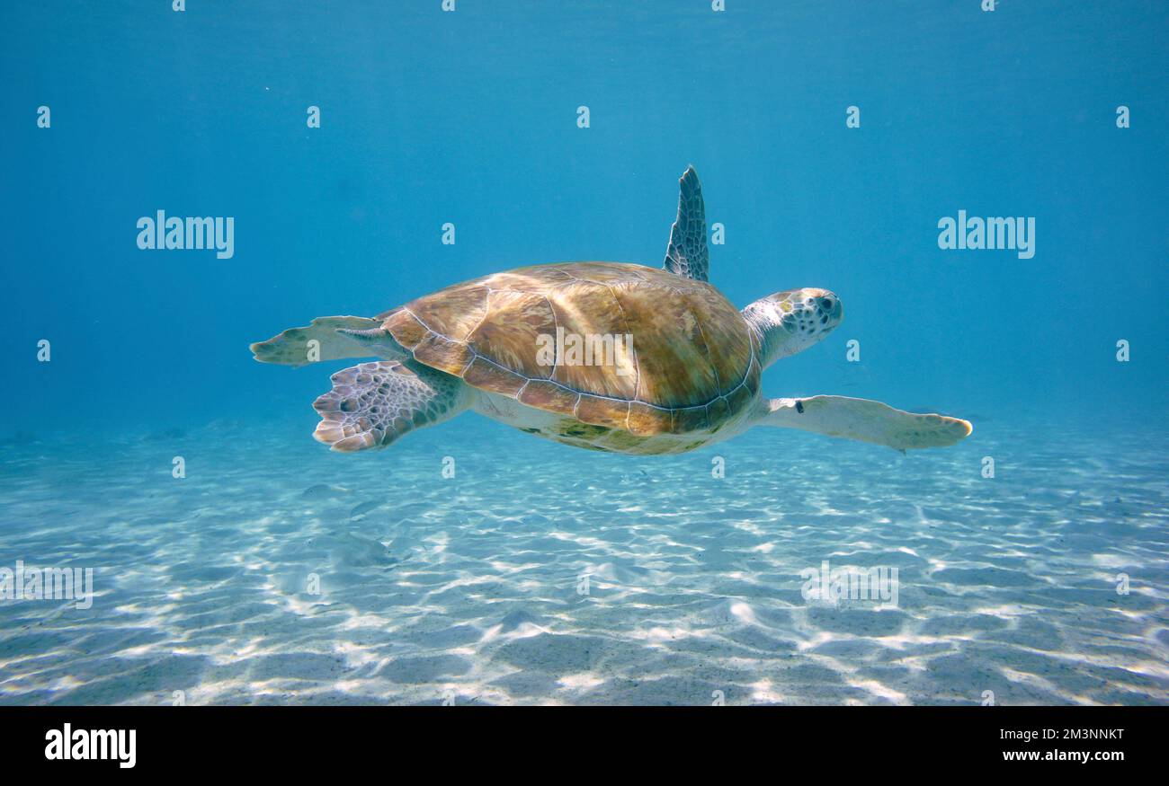 Wunderschöne Grüne Meeresschildkröten Schwimmen Im Karibischen Meer. Blaues Wasser. Entspannt, Curacao, Aruba, Bonaire, Sporttauchen, Ozean, Unterwasser Stockfoto