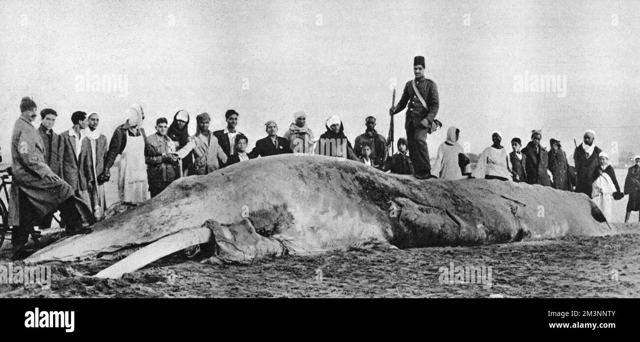 Der verwesende Körper eines Sei Wals, der am 3. Januar 1950 am Strand von Suez an Land gewaschen wurde, nach einem Sturm, umgeben von faszinierten Zuschauern. Zunächst gab es Spekulationen, dass es sich um ein mysteriöses Meereswesen mit großen hervorstehenden Stoßzähnen handelte. Eine sorgfältigere Untersuchung ergab, dass die „Stoßzähne“ die unteren Kieferknochen waren, die durch die Verwesung offenbart wurden. Datum: Januar 1950 Stockfoto