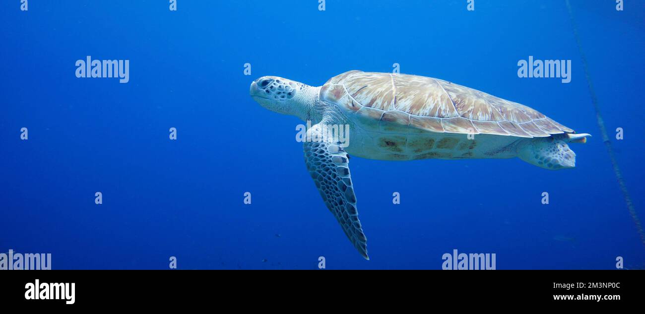 Wunderschöne Grüne Meeresschildkröten Schwimmen Im Karibischen Meer. Blaues Wasser. Entspannt, Curacao, Aruba, Bonaire, Sporttauchen, Ozean, Unterwasser Stockfoto