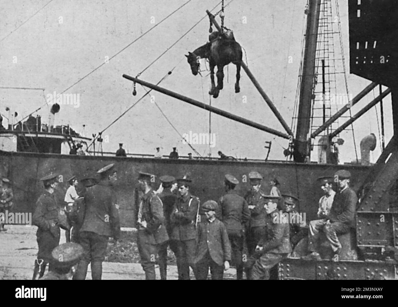 Ein Kavalleriepferd wird mit einer Schlinge vom Transportschiff zum Hafen gehoben, während die britische Expeditionstruppe am 1914. August in Boulogne, Frankreich, eintrifft Stockfoto