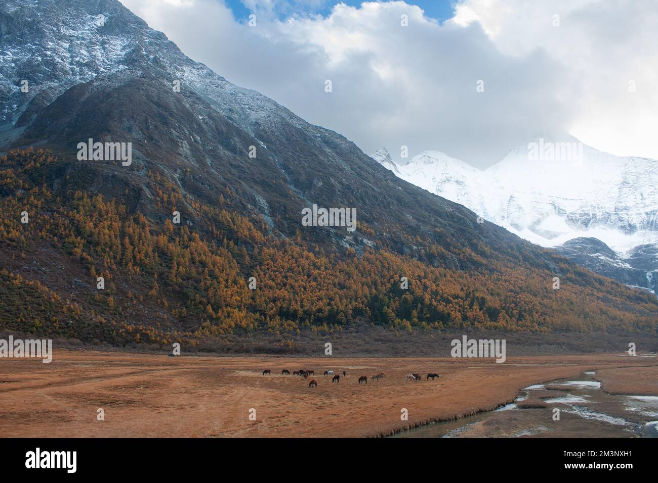 Lourong Meadow, Yading National Nature Reserve, Riwa Town, Daocheng County, Garzê Tibetan Autonomous Prefecture, Sichuan, China Stockfoto