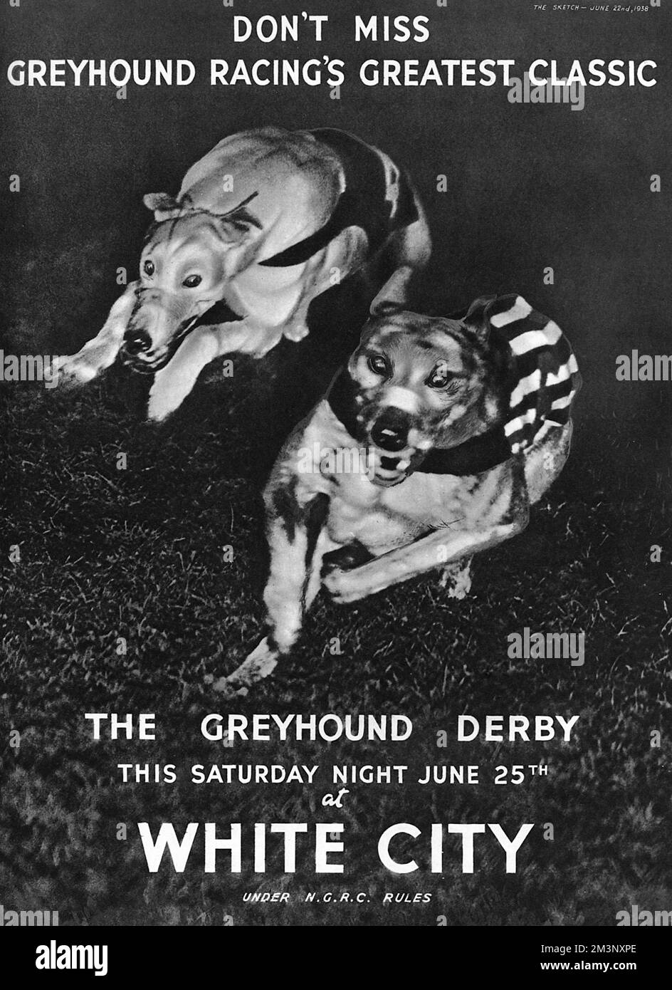 White City greyhound-Rennwerbung, 1938 Stockfoto