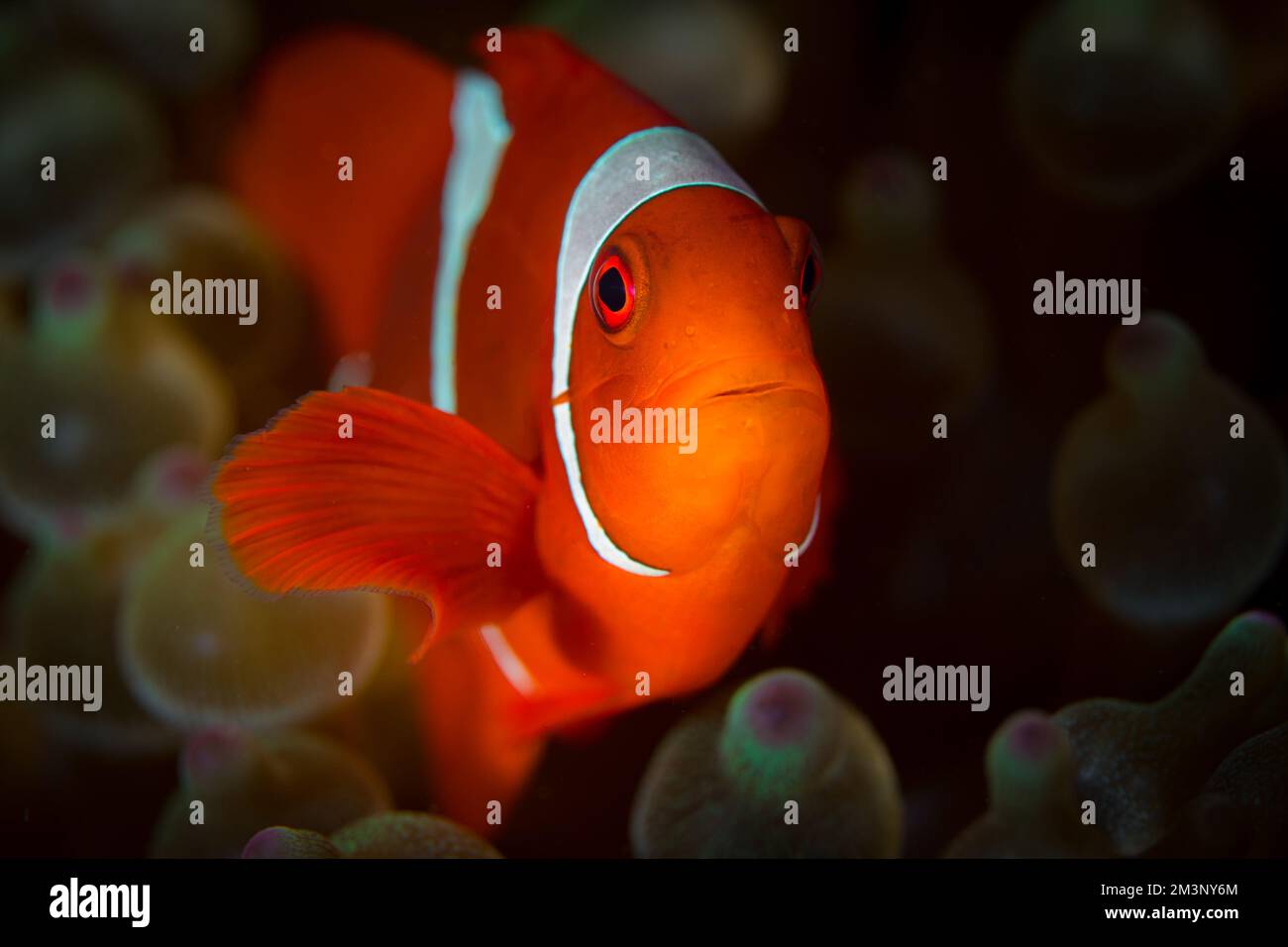 Wunderschöner farbenfroher Clownfisch mit Spinecheek, der über dem Korallenriff schwimmt - Premnas biaculeatus Stockfoto