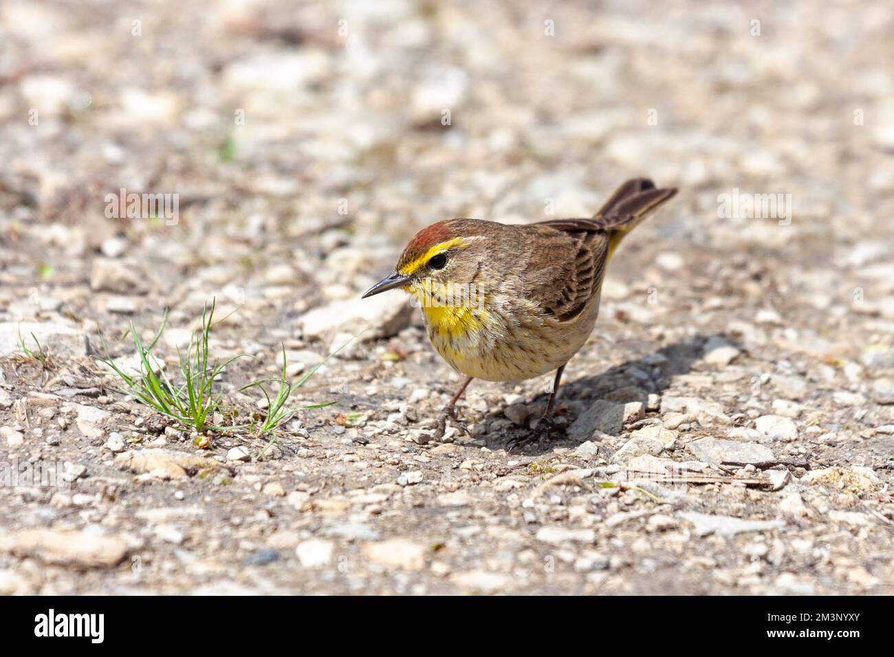 Pine Warbler auf einem Kalksteinpfad Stockfoto