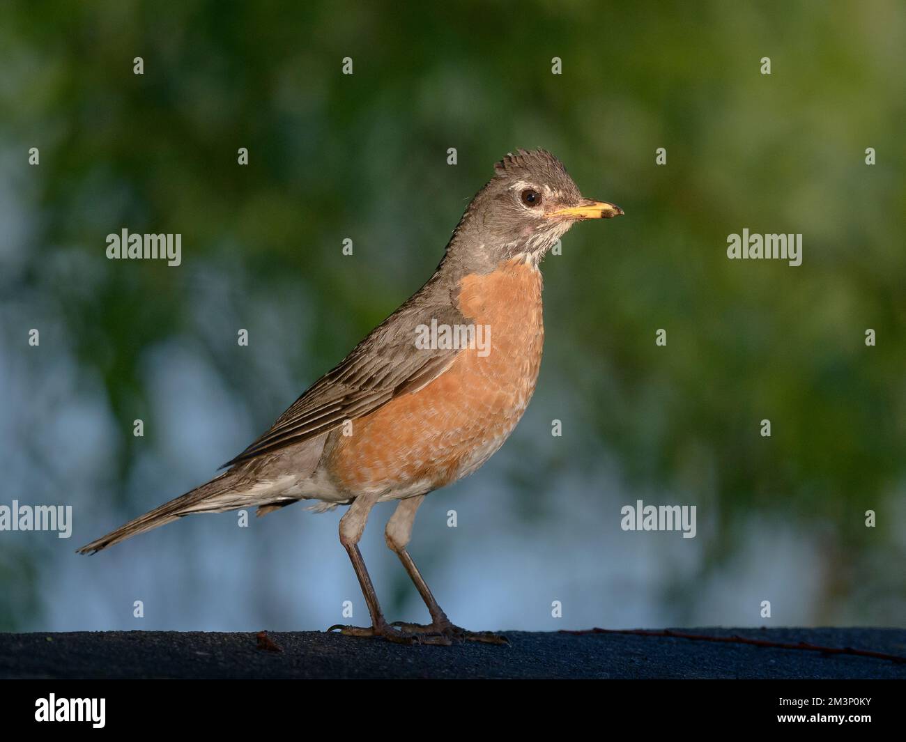 Ein amerikanisches Robin-Porträt auf einer Stange Stockfoto
