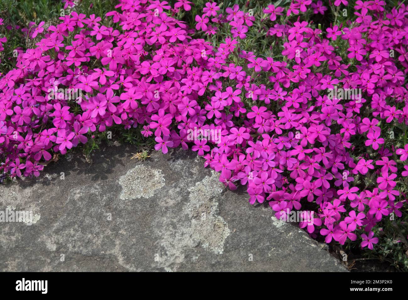 Phlox douglasii „Crackerjack“ Garden, Felsen, Alpen, Kriecher, Phloxe Stockfoto