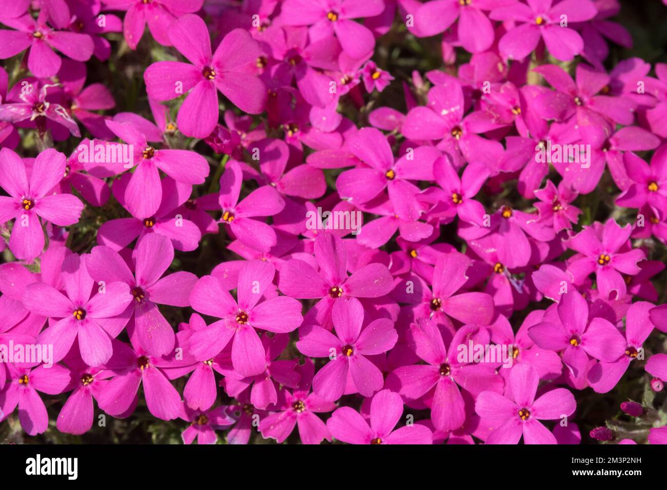 Phlox douglasii „Crackerjack“ Bloming, Nahaufnahme, Blumen, Kriecher, Phloxe Stockfoto