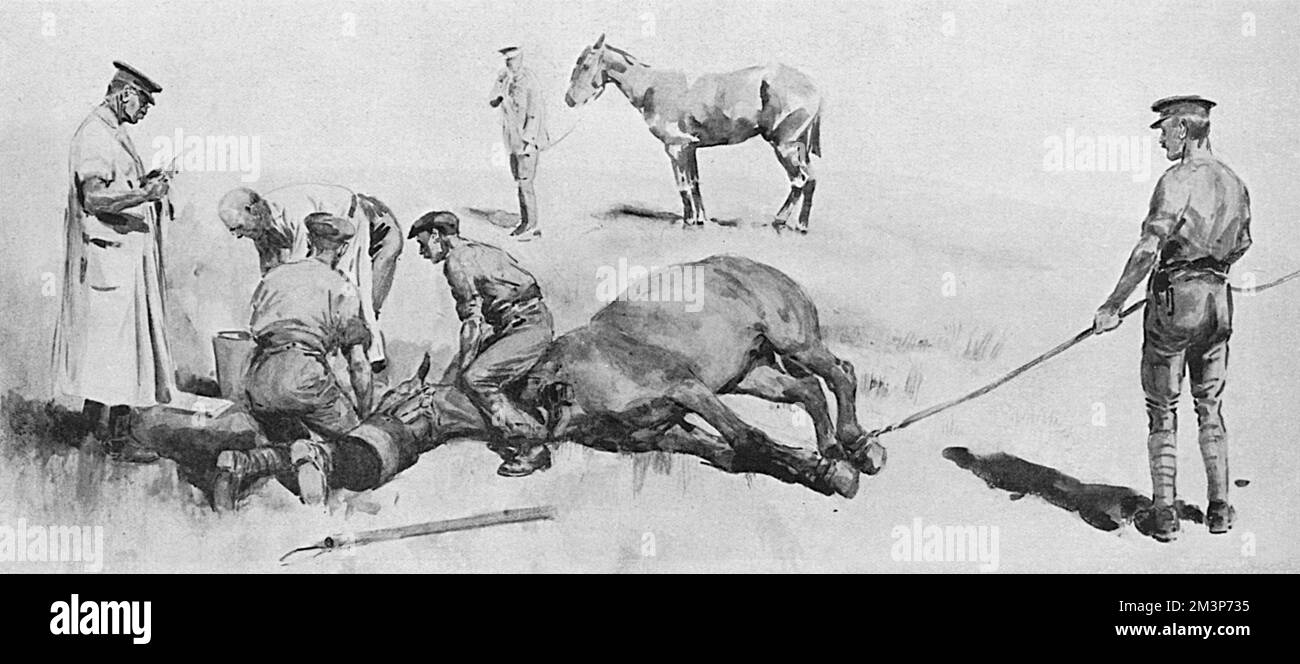 Ein Pferd wird während des Ersten Weltkriegs vom Veterinäramt der Armee unter Chloroform operiert. Datum: 1915 Stockfoto