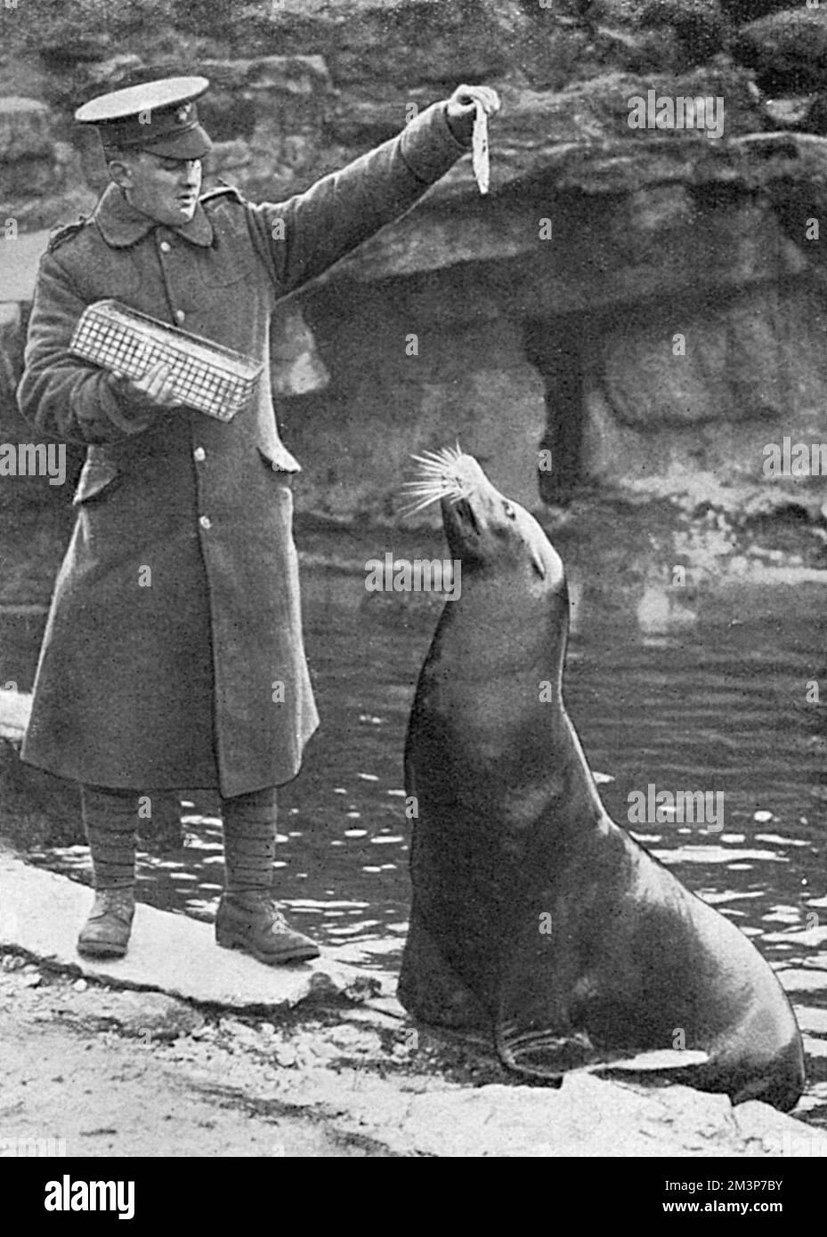 Einer der über dreißig Angestellten, Mr. Graves, von den Zoologischen Gärten in London, der sich in den ersten Monaten des Ersten Weltkriegs für die neue Armee meldete, zeigte sich in Uniform und wiederholte einen seiner früheren Anschuldigungen, bevor er zur Front ging. Datum: 1915 Stockfoto