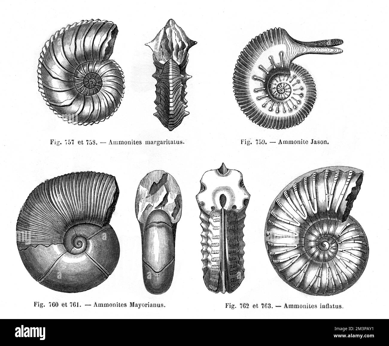 Vier Arten von Ammonitoren: Ammonites margaritanus, Ammonit Jason, Ammonites mayorianus und Ammonites inflatus. Stockfoto