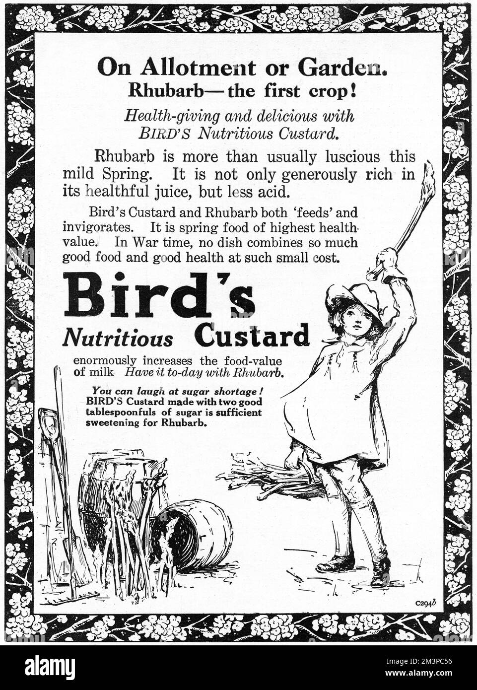 Werbung für Bird's Custard während des Ersten Weltkriegs, in der darauf hingewiesen wird, dass ein paar Löffel voll anstelle von Zucker (der rationiert wurde) auf Rhabarber aus einer Fläche oder einem Garten alles waren, was nötig war, um die Früchte zu süßen. Datum: 1918 Stockfoto
