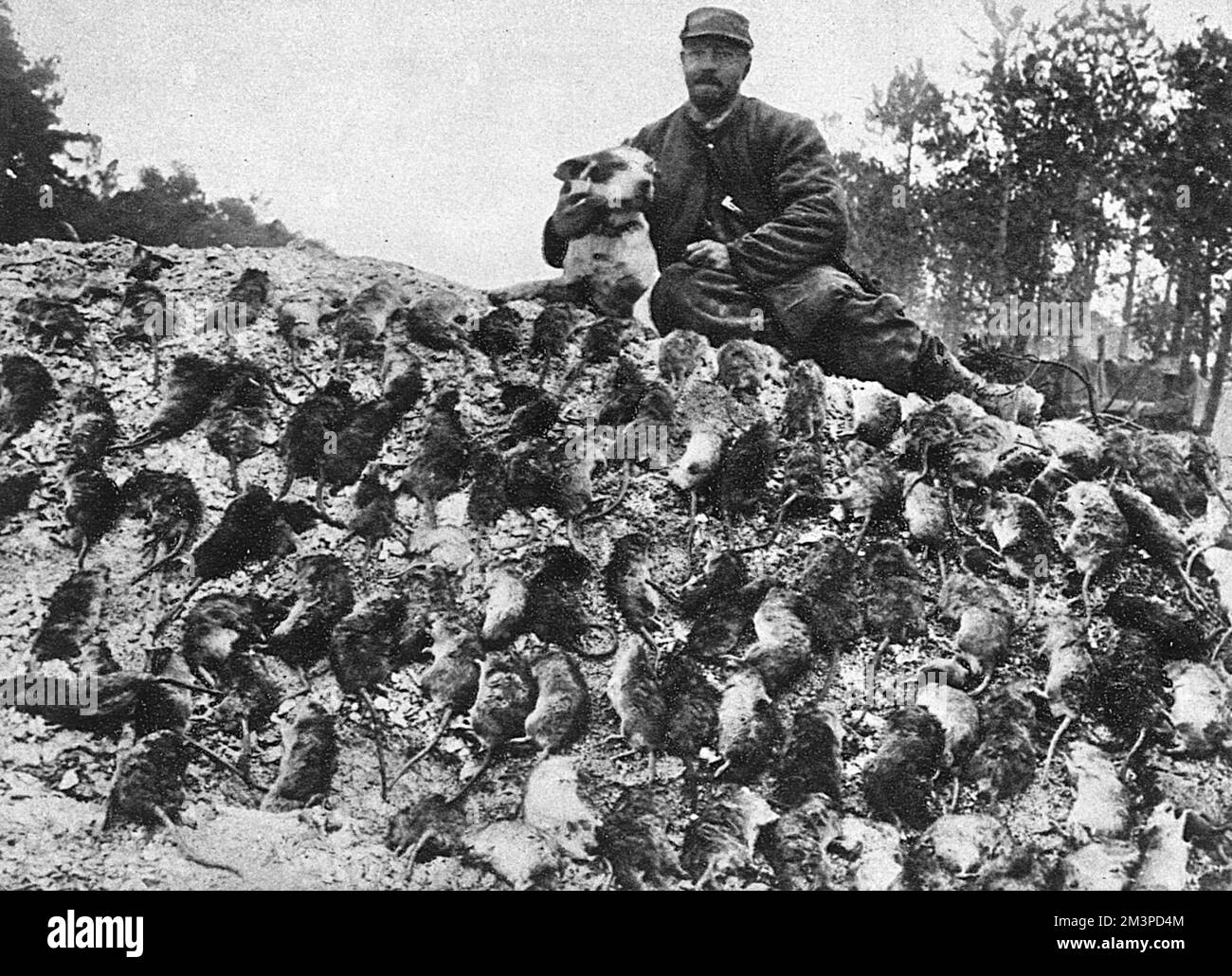 Ratten als Zweig der Militärwissenschaft: Ein offizieller französischer Rattenfänger mit Terrier und "Sack". Datum: 1916 Stockfoto