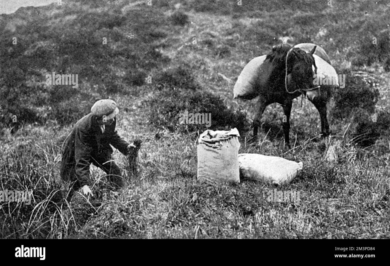 Wir sammeln Sphagnum-Moos im Moor des königlichen Herzogtums von Cornwall bei Princetown zur Verwendung in chirurgischen Verbänden während des Ersten Weltkriegs. Das getrocknete Moos war aufgrund seiner antiseptischen und saugfähigen Eigenschaften sehr wirksam. Datum: 1917 Stockfoto