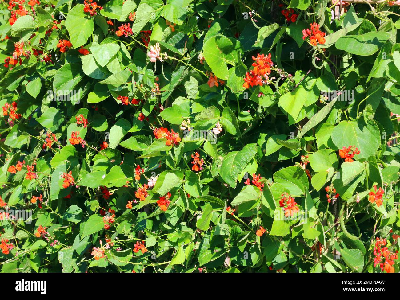 Rote Strauchbohnen oder Strauchbohnen. Stockfoto