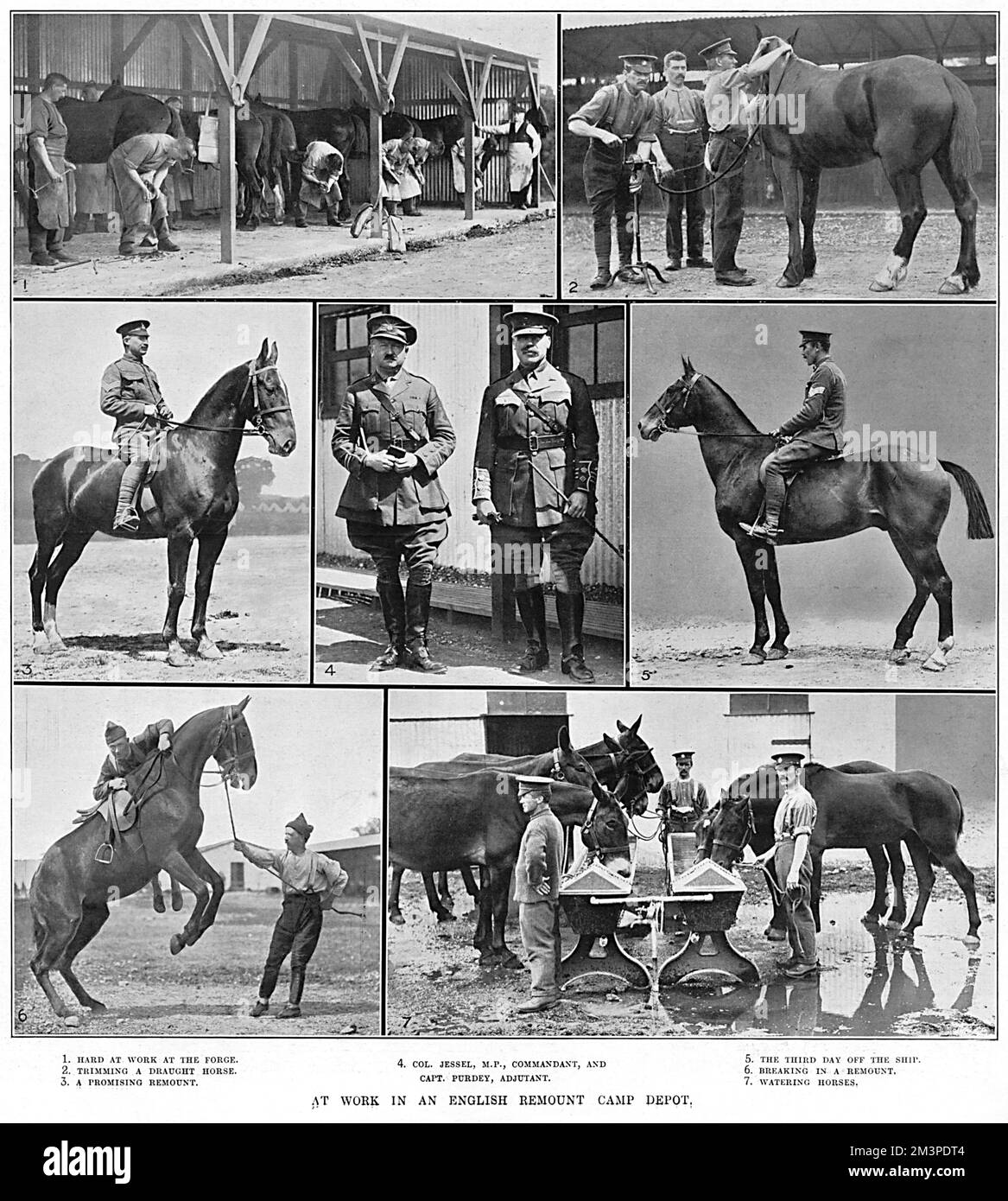 Bei der Arbeit im Lager der englischen Armee Remount, 1. Weltkrieg Stockfoto