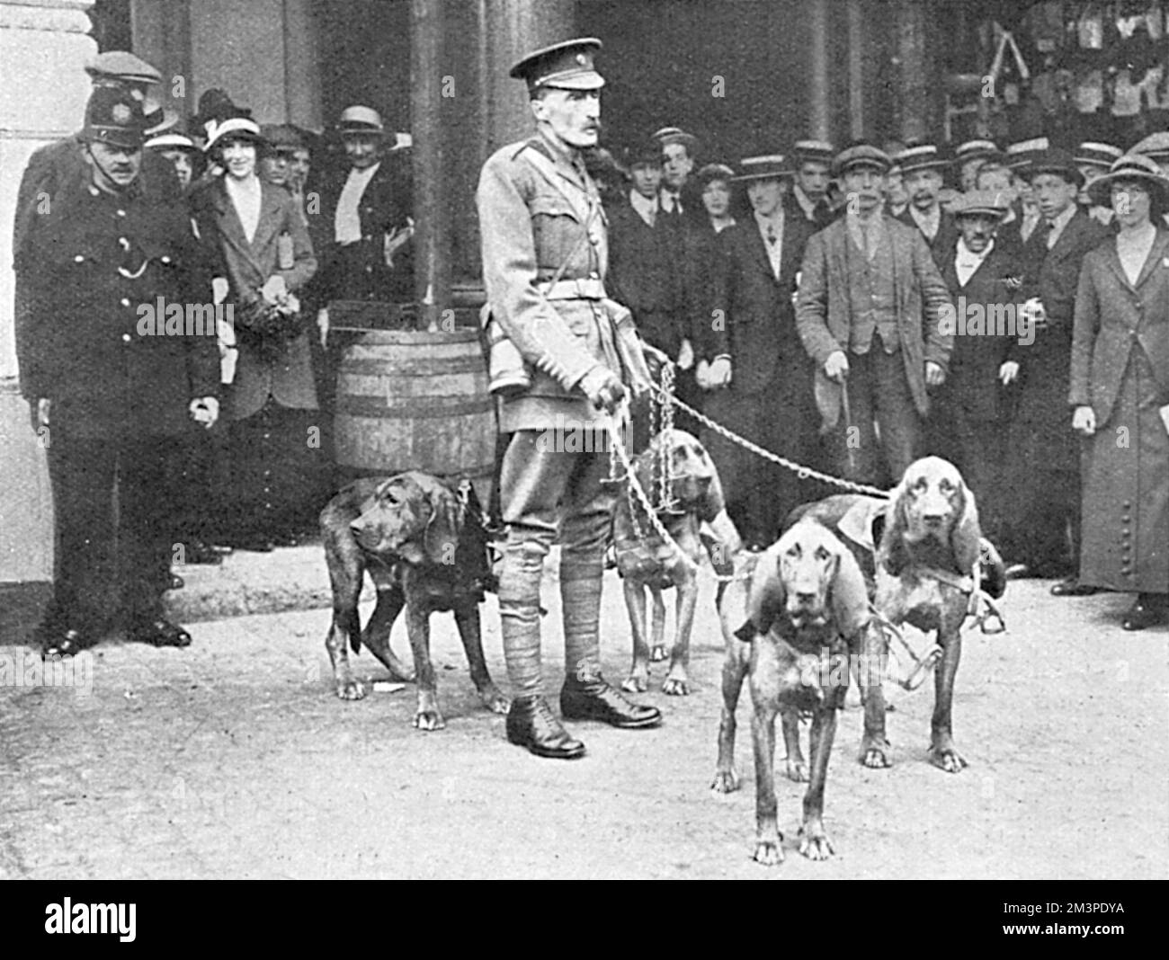 Major Edwin Hauteville Richardson, Armeeoffizier und berühmter Hundetrainer, im Bahnhof Charing Cross mit seinen Bluthunden vom Roten Kreuz, die zum Kriegssitz in Belgien aufbrechen. Er wurde begleitet von Mr. Cherry Garrard von Captain Scotts Antarktis-Expedition. Richardson kam in Brüssel an, als die Deutschen durch die Stadt vorrücken und er gezwungen war, über Ostende nach Großbritannien zurückzukehren. Später gründete er die British war Dog School, wo er Hunderte von Hunden ausbildete, um als Boten an der Front zu fungieren und dabei Hunderte von Leben zu retten. Datum: 1914 Stockfoto