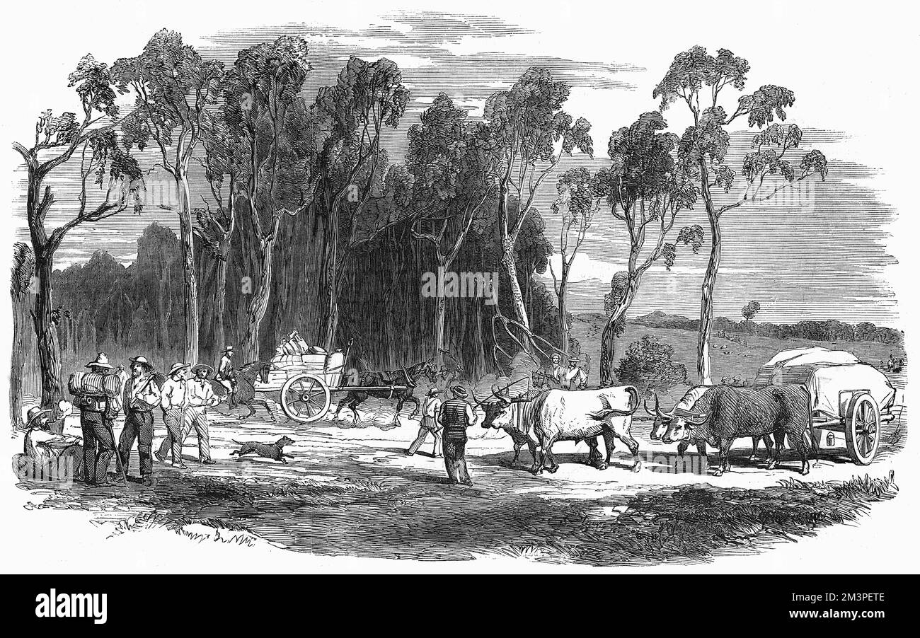 Goldgräber auf dem Weg zu den Goldfeldern des Mount Alexander, die durch den Schwarzwald in der Provinz Victoria, Australien, reisen. 1852 Stockfoto