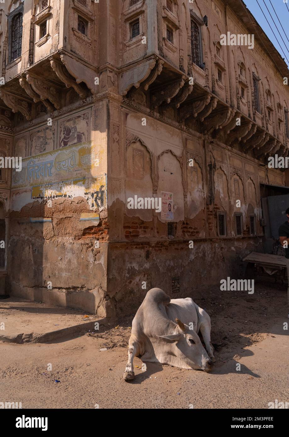 Eine Kuh ruht vor einem alten historischen Haveli, Rajasthan, Fatehpur, Indien Stockfoto