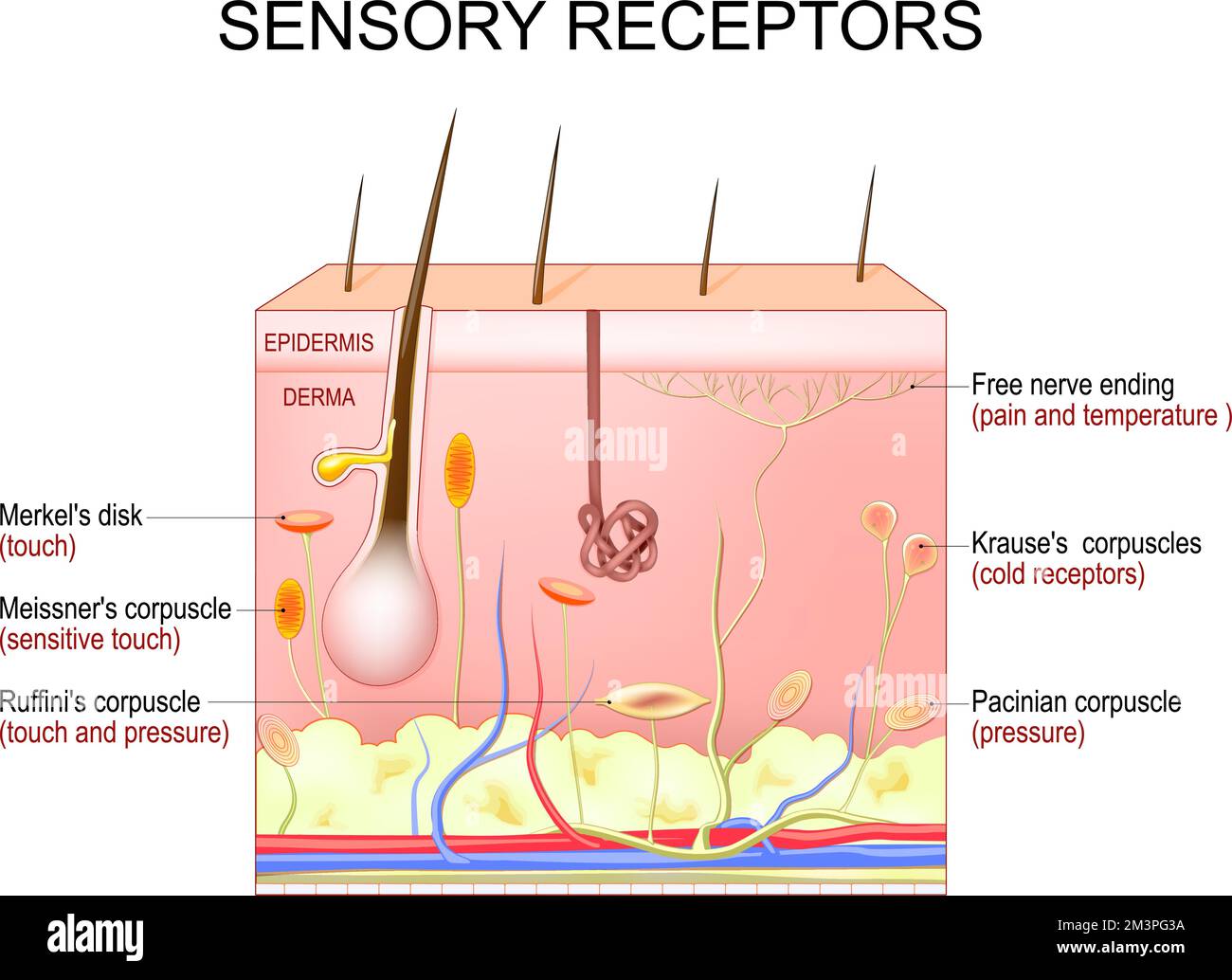 Sensorische Hautrezeptoren. Querschnitt menschlicher Hautschichten mit freiem Nervenende, Merkels Scheibe, Pacinian, Ruffini, Krause, Und Meissners Stock Vektor