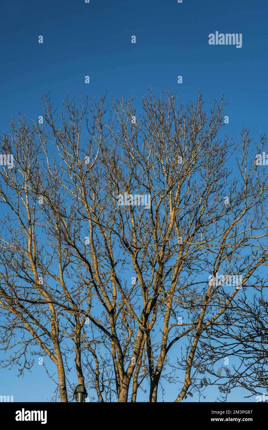 Bäume ohne Laub an Einem kalten Wintermorgen ohne Menschen Stockfoto